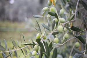 ΥΠΑΑΤ: Παράταση εφαρμογής της υποχρεωτικής δήλωσης συγκομιδής ελαιοκάρπου