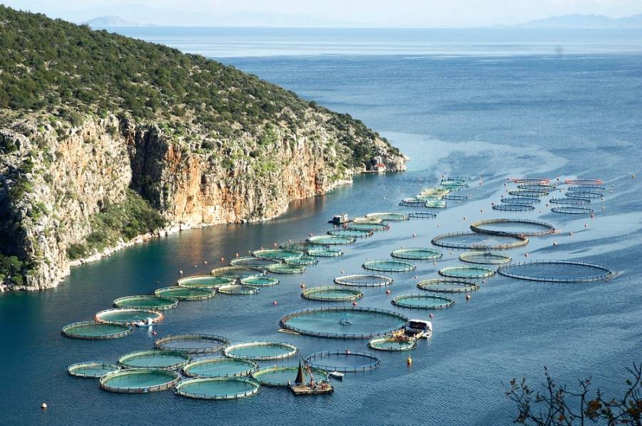 Σελόντα: Ποιες είναι οι εκποιούμενες ιχθυοτροφικές μονάδες