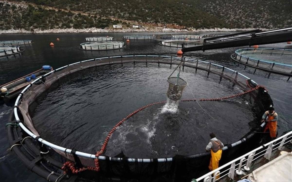 Τέλη Ιουνίου ανακοινώνεται ο αγοραστής των assets Νηρέα και Σελόντα