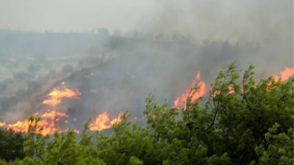 Λιγότερες οι καμένες δασικές εκτάσεις το 2019
