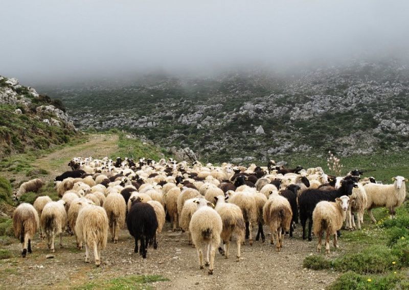 ΠΑΠΕΝ: Κριτήρια επιλογής &amp; διαδικασία κατανομής βοσκοτόπων
