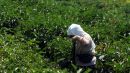 ΟΓΑ: Στις 15 Δεκεμβρίου το επίδομα στις πολύτεκνες αγρότισσες