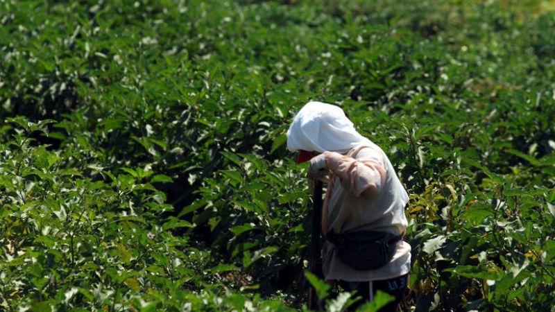 ΟΓΑ: Στις 15 Δεκεμβρίου το επίδομα στις πολύτεκνες αγρότισσες