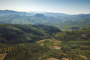Image Courtesy of Douloufakis Winery