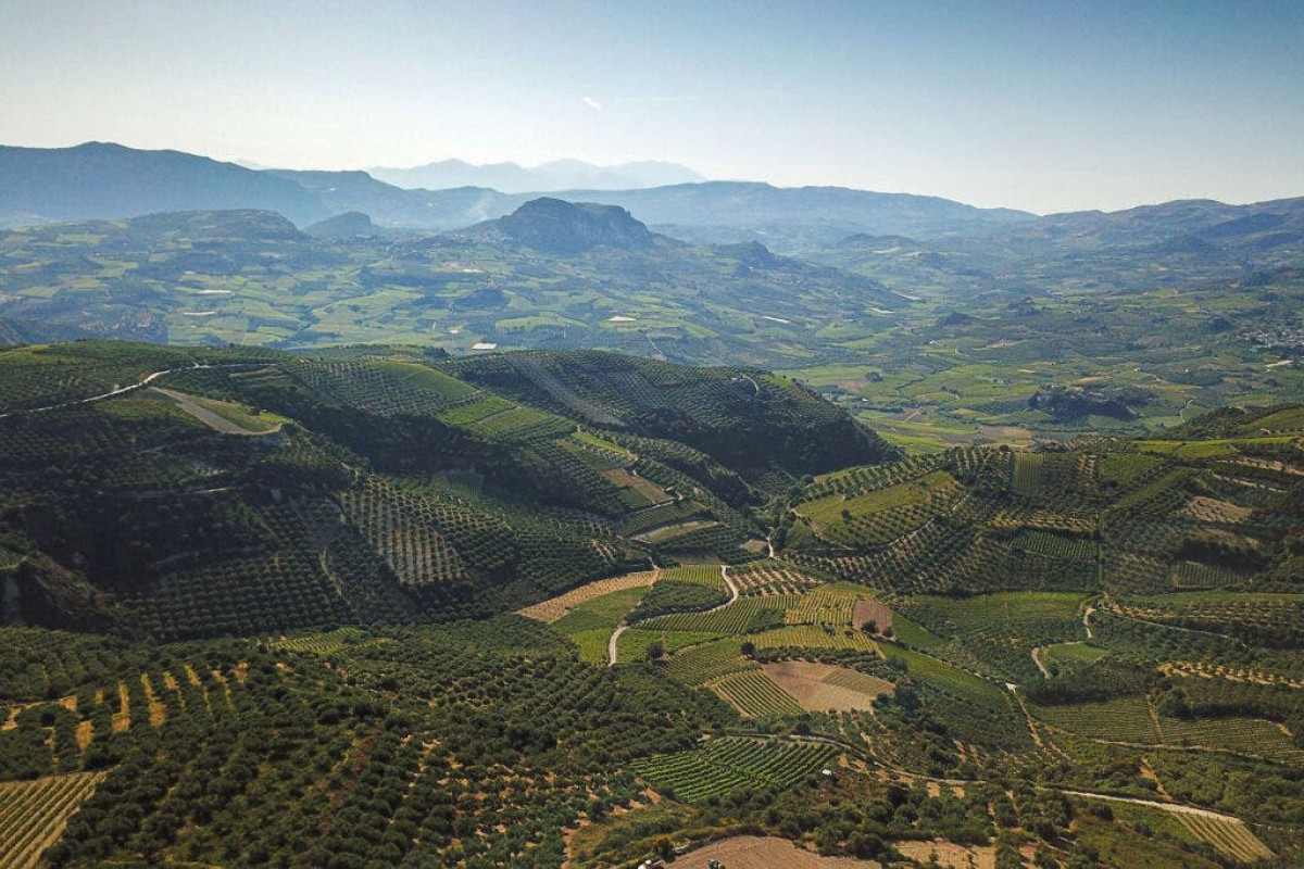 Image Courtesy of Douloufakis Winery