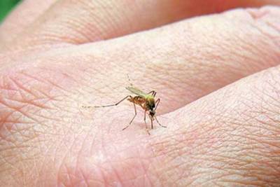 Νέος κύκλος ψεκασμών για τα κουνούπια από την Περιφέρεια Αττικής