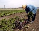 Εργάτες γης: Σενάρια νομιμοποίησης εργασίας μεταναστών χωρίς άδεια παραμονής