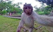 Μπαλί: Δείτε την μαϊμού να βγάζει selfie