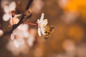 Ολλανδία: Μέλισσες εκπαιδεύονται για να ανιχνεύουν τον κορoνοϊό