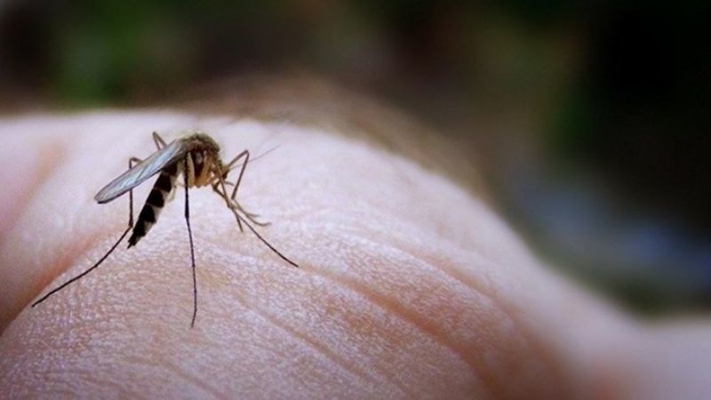Δεύτερος θάνατος από τον ιό του Δυτικού Νείλου-Σύσκεψη στο ΚΕΕΛΠΝΟ