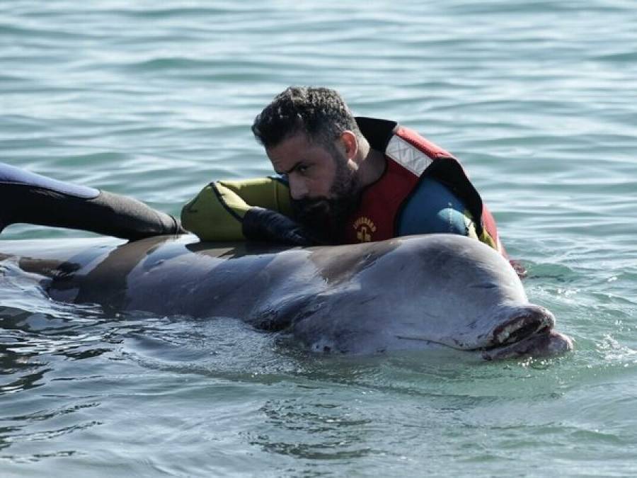 Ολοκληρώθηκε η νεκροψία της νεαρής ραμφοφάλαινας-Πού οφείλεται ο θάνατός της