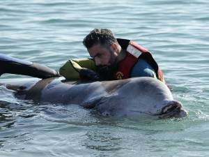 Ολοκληρώθηκε η νεκροψία της νεαρής ραμφοφάλαινας-Πού οφείλεται ο θάνατός της