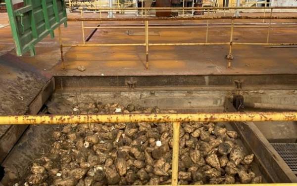 Royal Sugar: Έναρξη παραλαβής τεύτλων-Σχόλιο Γεωργιάδη
