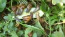 Εκτροφή σαλιγκαριών: Μία καλλιέργεια με καλές προοπτικές