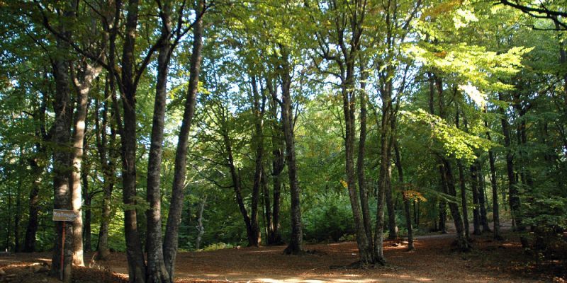 5.066 άνεργοι στην αντιπυρική προστασία των δασών