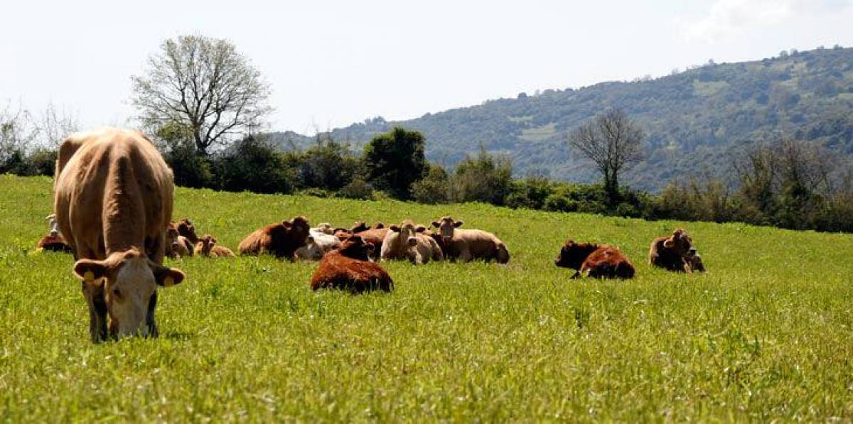ΕΛΣΤΑΤ: Σε εξέλιξη η Απογραφή Γεωργίας-Κτηνοτροφίας 2021