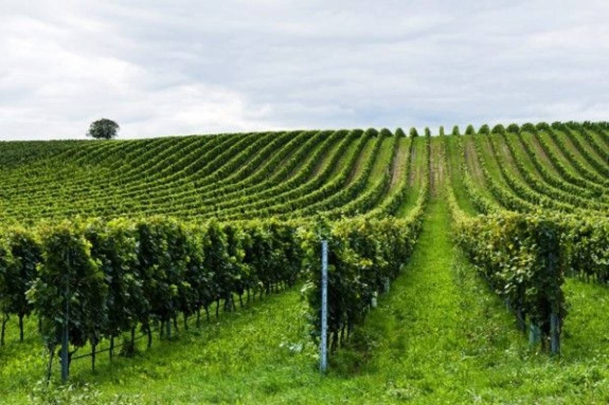 Wines of Crete: Γιατί τόσο μεγάλες αποκλίσεις στα ποσά ενίσχυσης;