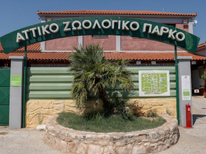 Αυτοψία ΥΠΕΝ στο Αττικό Πάρκο μετά τη θανάτωση του χιμπατζή