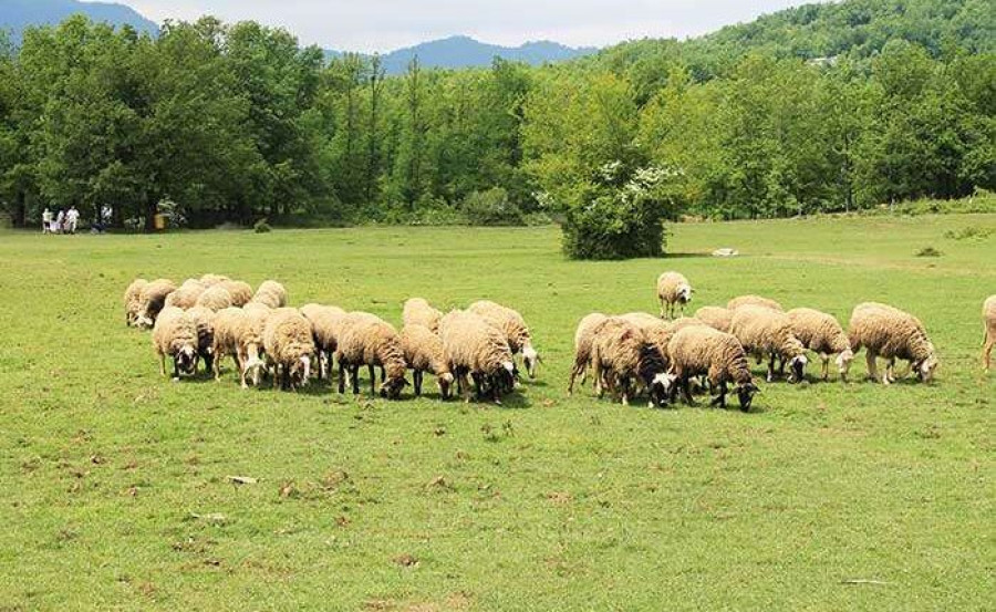 Κτηνοτρόφοι: Καμπανάκι για την παραγωγή και την επισιτιστική ασφάλεια