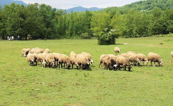 Κτηνοτρόφοι: Καμπανάκι για την παραγωγή και την επισιτιστική ασφάλεια