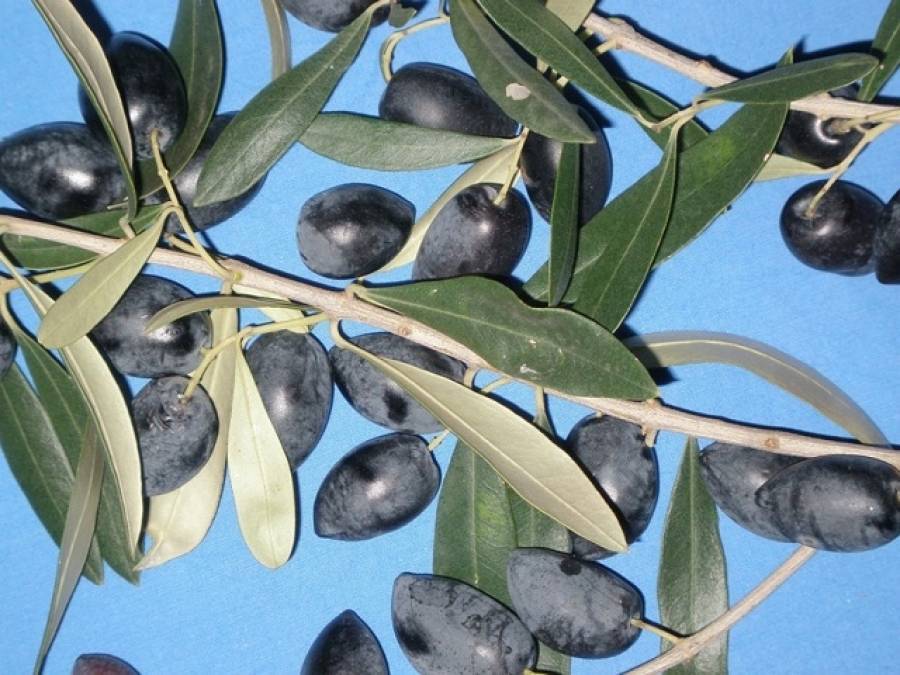 Ποια η συμβολή του ελληνικού σήματος σε ελιά και ελαιόλαδο
