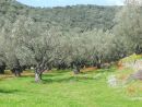 Στο σφυρί 17.500 ελαιόδεντρα από την ΕΡΓΟΣΕ!
