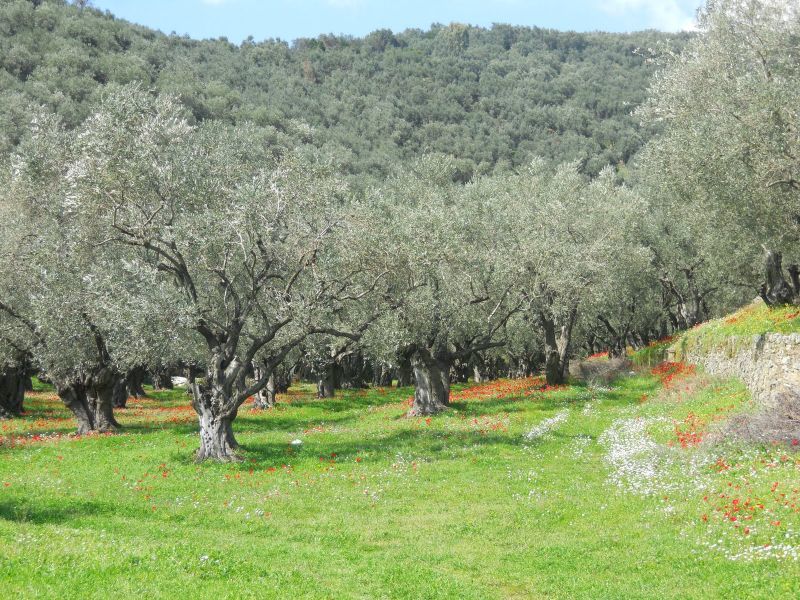 Στο σφυρί 17.500 ελαιόδεντρα από την ΕΡΓΟΣΕ!