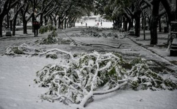 Ελπίς: 11 συνεργεία υλοτόμων για την απόληψη πεσμένων δένδρων