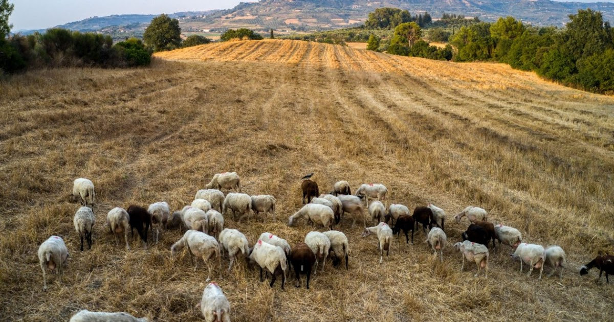 ΥΠΑΑΤ: Στα 2.084 ανέρχονται τα επιβεβαιωμένα κρούσματα ευλογιάς - Εντατικοί έλεγχοι για παράνομες μετακινήσεις