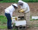 Ανατολική Αττική: Ήλθαν οι μέλισσες…