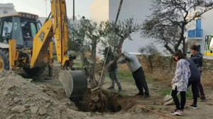 Τρία ελαιόδεντρα «υιοθέτησε» το Γυμνάσιο Σχοινούσας με συνδρομή της ΕΡΓΟΣΕ