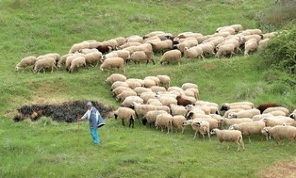 Μείωση 1,1% στις τιμές εκροών στη Γεωργία-Κτηνοτροφία το Νοέμβριο