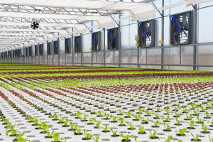 Θερμοκήπια: Πώς η Ελλάδα χάνει έδαφος από την Τουρκία