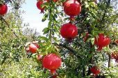 Growδιά project: Υιοθετήστε ένα δέντρο ροδιάς και αποκτήστε τη δικιά σας συγκομιδή ροδιών!