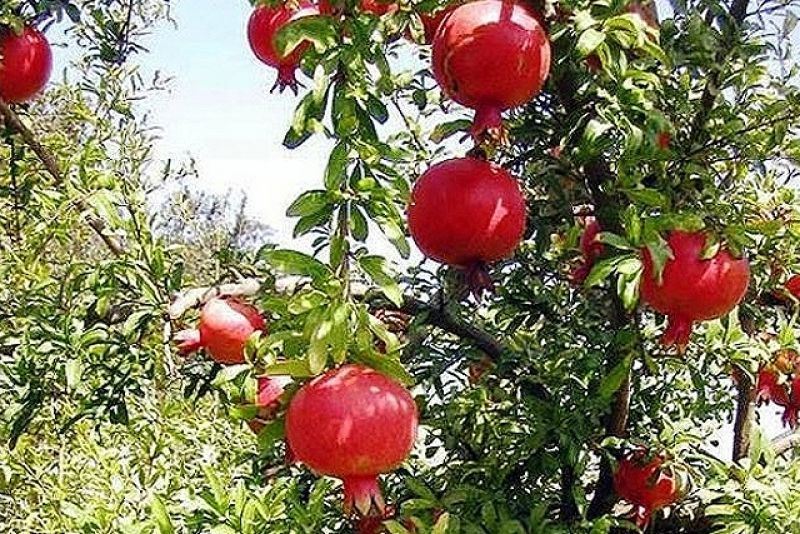 Growδιά project: Υιοθετήστε ένα δέντρο ροδιάς και αποκτήστε τη δικιά σας συγκομιδή ροδιών!