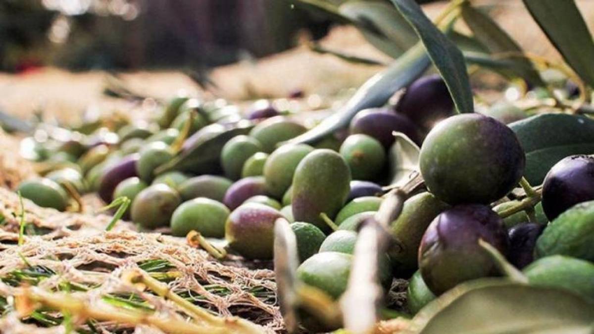 Στα σκαριά νέο πρόγραμμα ταυτοποίησης και προώθησης ελαιοκομικών προϊόντων