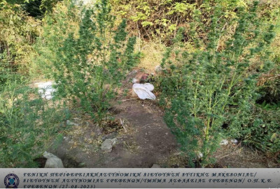 Γρεβενά: Σύλληψη 54χρονου για καλλιέργεια δενδρυλλίων κάνναβης