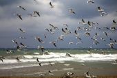 Πρόστιμα και ποινές σε όσους ταΐζουν... γλάρους