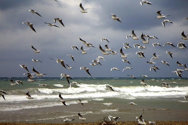 Πρόστιμα και ποινές σε όσους ταΐζουν... γλάρους