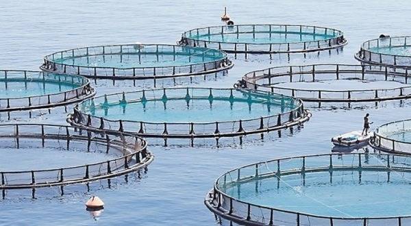 Πτώση της παραγωγής εκτρεφόμενων-καλλιεργούμενων ειδών υδατοκαλλιέργειας το 2019