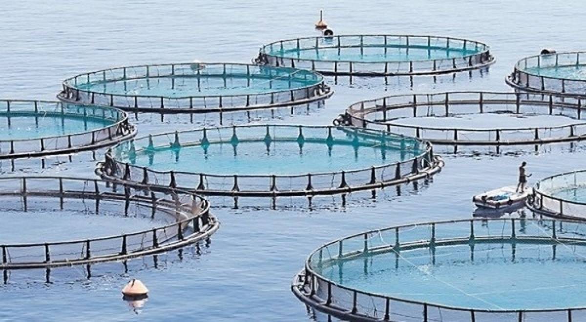 Πτώση της παραγωγής εκτρεφόμενων-καλλιεργούμενων ειδών υδατοκαλλιέργειας το 2019
