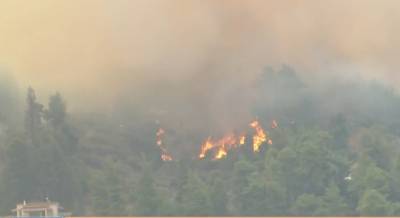 Φωτιές στην Εύβοια: Ολική καταστροφή- Καίγεται και το Πευκί