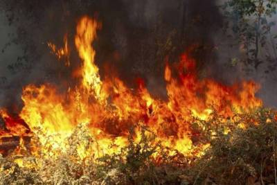 Υπό έλεγχο δασική πυρκαγιά στο Καμένο Δάσος στη Μυτιλήνη