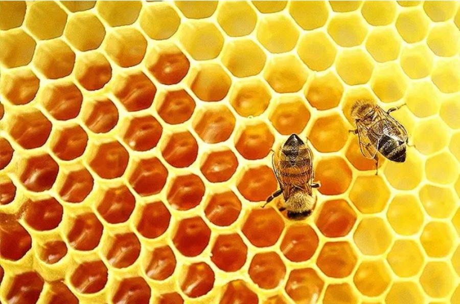 Η γεωμετρική σοφία των μελισσών