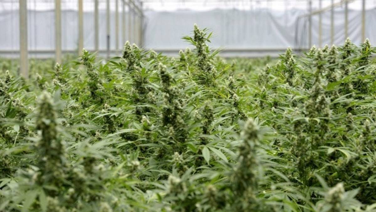 Νέες άδειες για μονάδες φαρμακευτικής κάνναβης- Τα προφίλ των εταιρειών