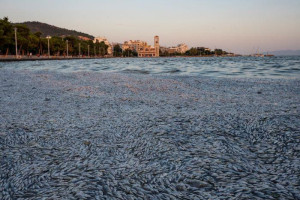 Παρέμβαση του Αρείου Πάγου για τα νεκρά ψάρια στον Παγασητικό