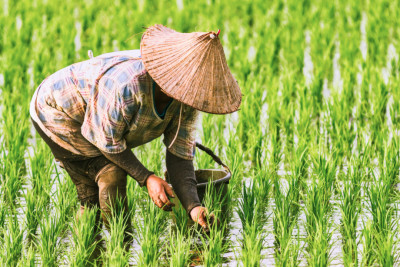 Στα ύψη οι παγκόσμιες τιμές τροφίμων- Το ρύζι σε... κίνδυνο