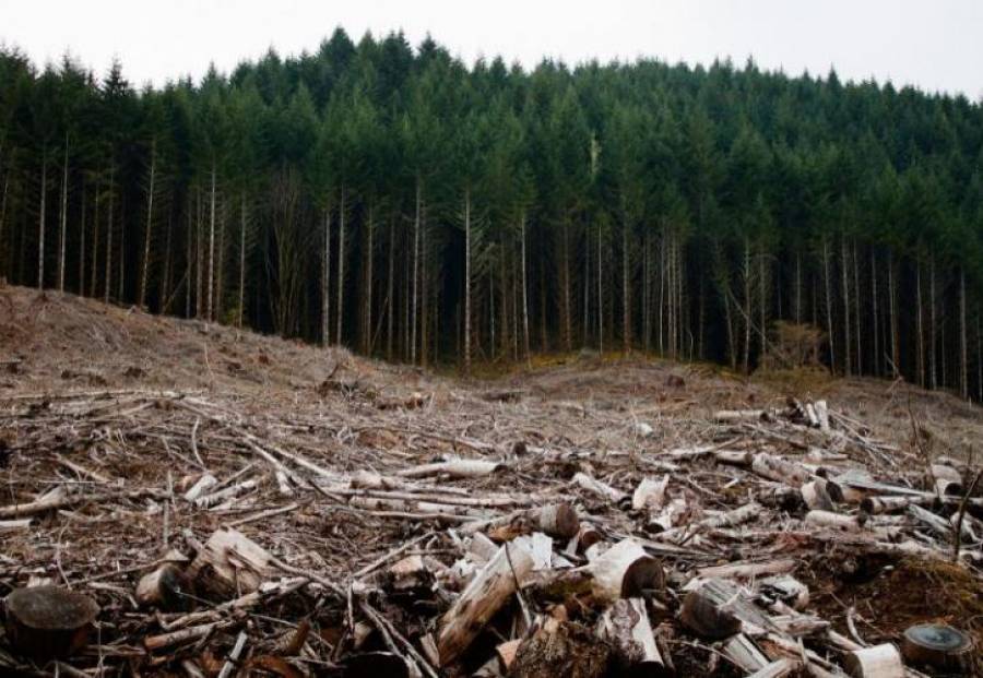 Ιστορική συμφωνία στην COP26:Τέρμα στην αποψίλωση δασών μέχρι το 2030