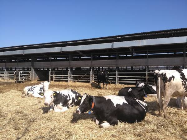 Οι ενισχύσεις στην αγελαδοτροφία γαλακτοπαραγωγής και την βοοτροφία κρεοπαραγωγής