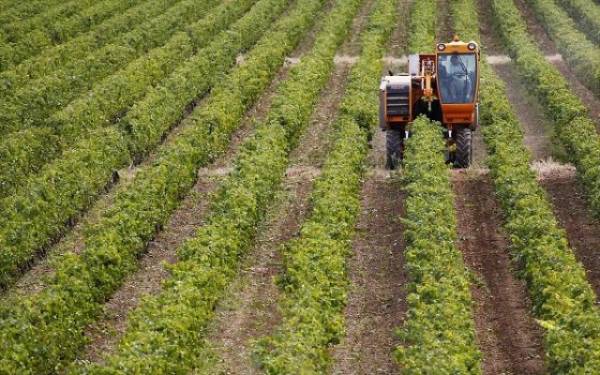 Αύξηση 18,3% του δείκτη τιμών εκροών στη γεωργία- κτηνοτροφία